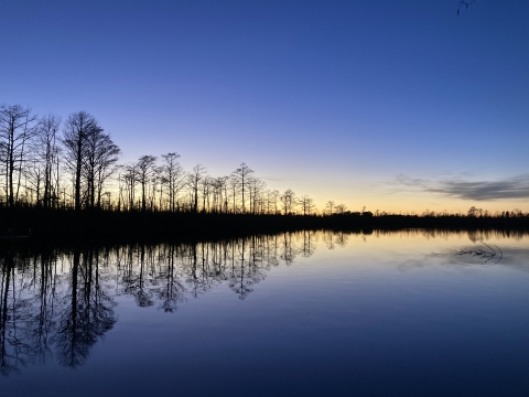 A yellow sunset contrasts with deep blue sky and water and the silhouettes of baldcypress trees