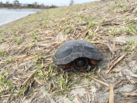 A small turtle with yellow dots on its back hides in its shell