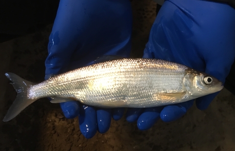 Brood stock Bloater at Jordan River NFH