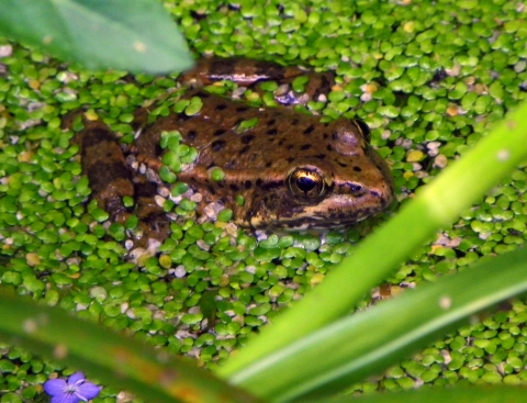 a California red legged frog with its head above water. The surface of the water is covered in small aquatic plant leaves