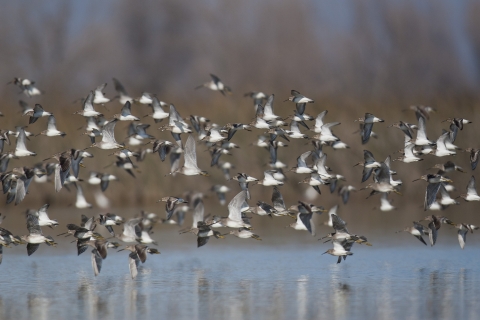 dunlin and dowitchers in flight.