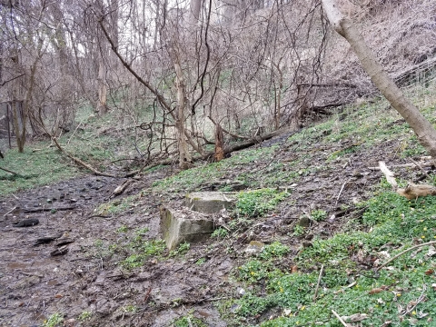 A wet patch in a forest