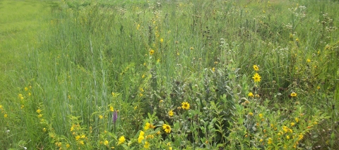 Louisiana Prairie