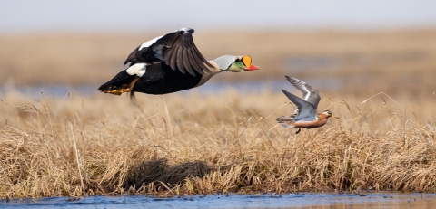 two birds flying over brown grass