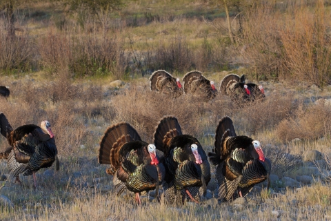 8 male wild turkeys walking in grass