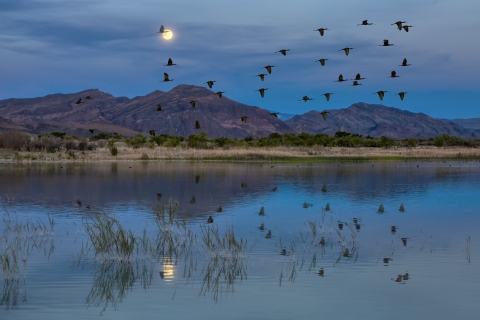 Birds fly over desert wetland with mountains in background.