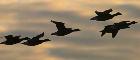 black brant