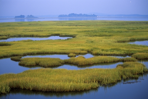 Calm wetland.