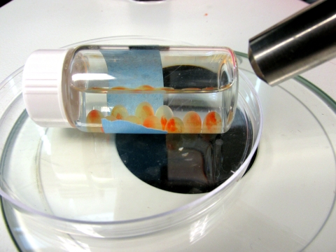 fish eggs in a lab