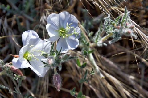 Two white flowers