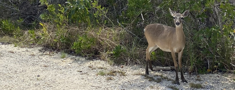 Deer at edge of road with vegetation in the background.