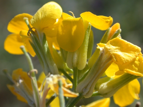 A yellow flower