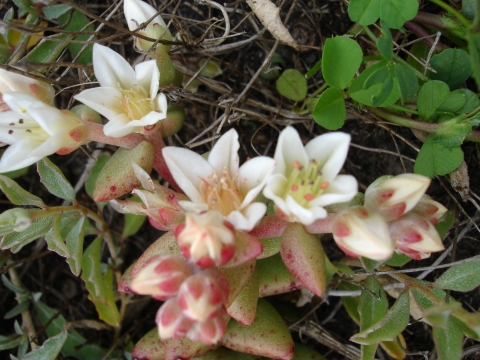 A plant with white and pink flowers