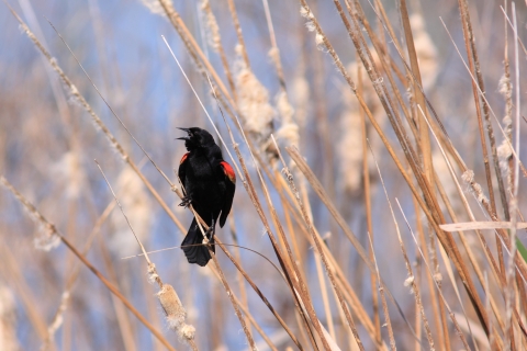 A black bird with red on its wings perched on marsh grass