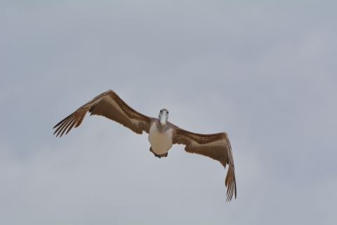 Brown Pelican Flying