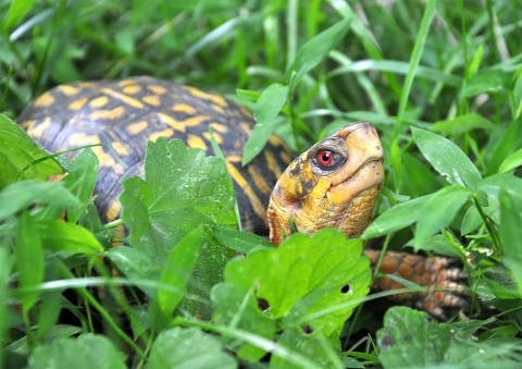 Eastern box turtle