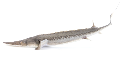 adult pallid sturgeon with white background