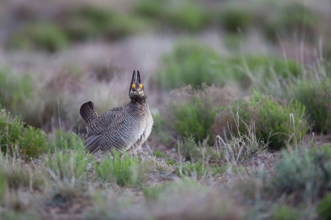 a mid-sized brown bird stands in low-lying vegetation