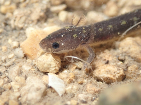 a grey salamander on a rocky, underwater surface