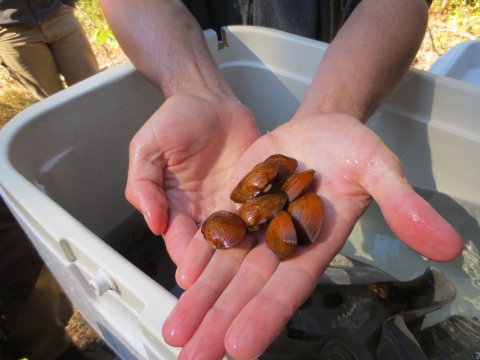 Seven yellow-brown mussels on a hand extended.