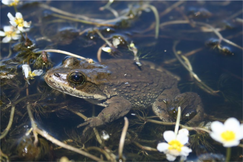 Columbia spotted frog in water. 