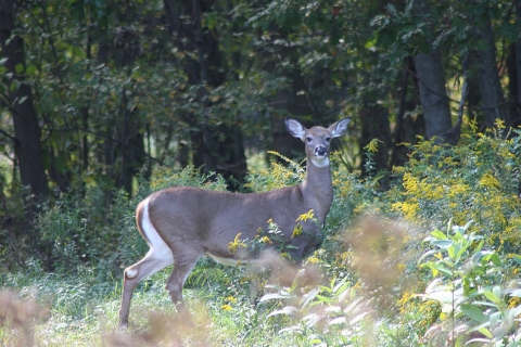 Columbian white-tailed deer 