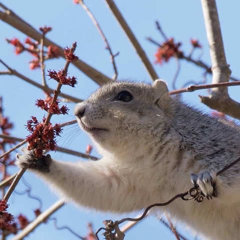 Delmarva Peninsula fox squirrel