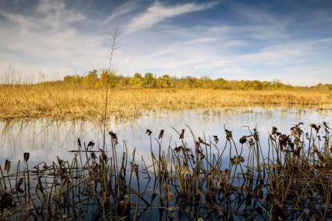 Scenic view of John Heinz National Wildlife Refuge