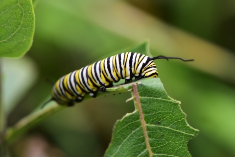 A black, yellow, and white caterpillar on a leaf.