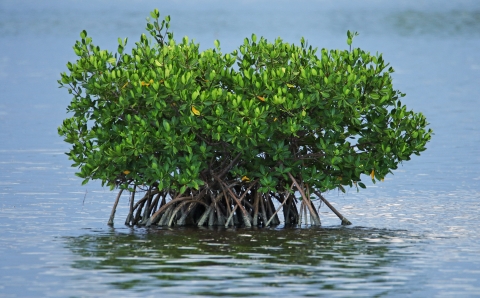 Red Mangrove in the midst of blue rippling waters