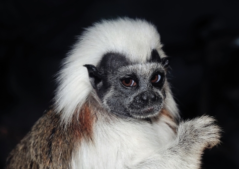 Cotton-top tamarin