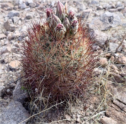 a short round cactus with long dark red spines and pink flowers