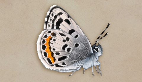 illustration of a butterfly with gray wings with black and orange spots