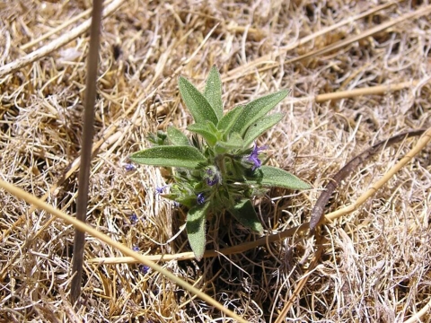 A hidden lake bluecurl in dry grass.