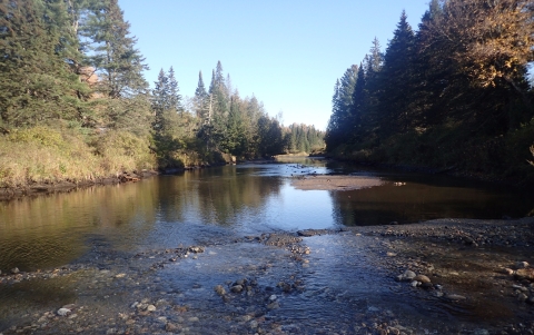 a river flows through a forest of evergreen trees