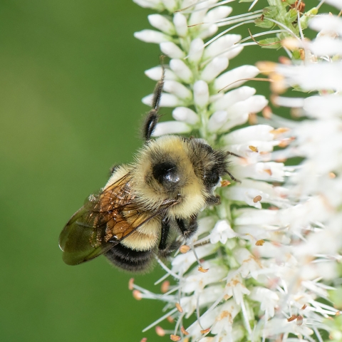 Rusty patched bumble bee on flower. 