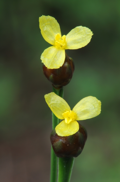 Two three petaled yellow flowers on green stalks