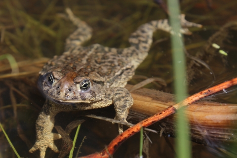 adult wyoming toad swimming among aquatic vegetation