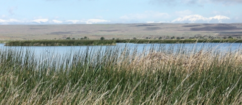 A pond at Camas National Wildlife Refuge with tall grass in the foreground and snowcapped mountains in the background. 