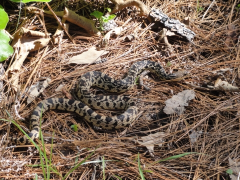 Louisiana pinesnake basking 