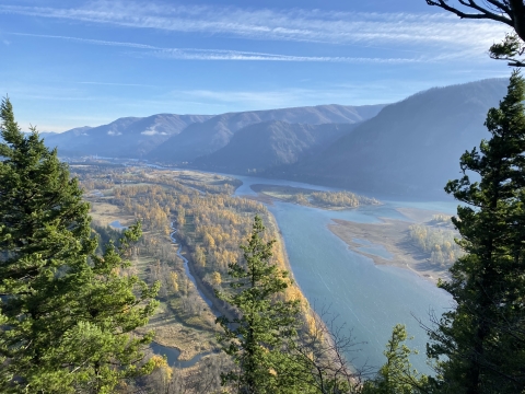 Elevated view of Columbia Gorge, with the river and mountains in the distance, seen between foreground evergreens.