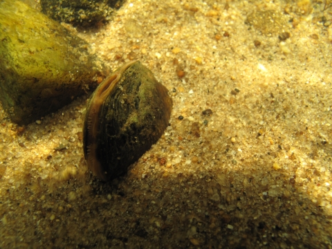 A small mussel half buried in sand with a small opening for filtering water