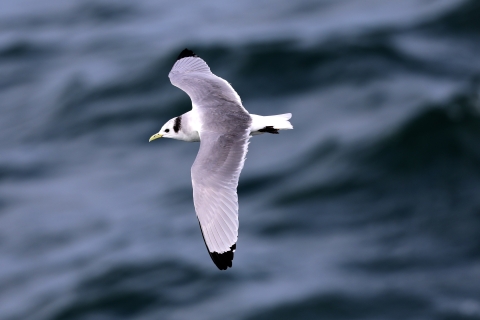 A gull with white head and tail feathers, grey wings with black tips and a black spot on it's neck