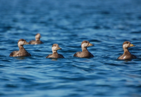 Five brown and grey birds floating on blue water