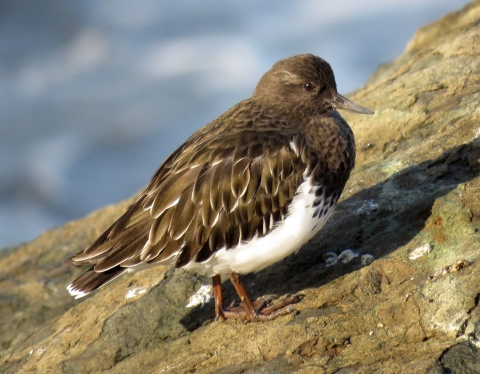 A dark brown bird with white breast standing on a rock