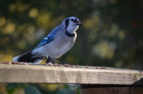 A blue and grey bird eating a red berry