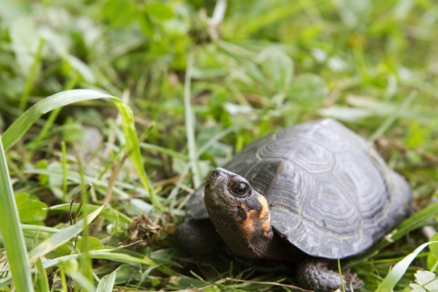 A small black turtle white bright orange markings on it's neck walking in grass