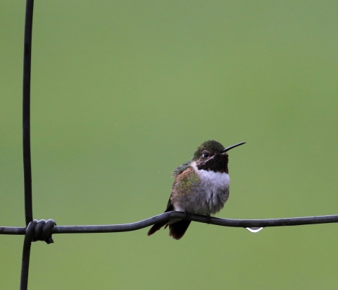 A small black, grey and green bird with a long narrow beak perched on a fence chain