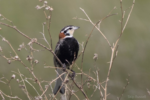 A small, black breasted bird with brown patch on the back of it's head standing on dry vegetation