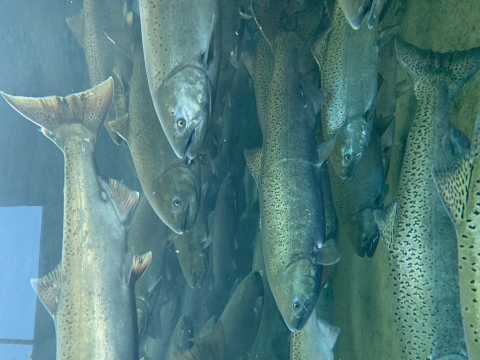 salmon swimming in a viewing pond